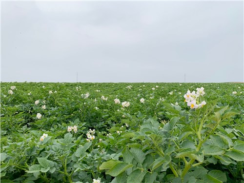 晶元集團：“飛地經濟”模式打造鄉村振興新引擎